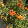 MARMALADE® POTENTILLA 1 MARMALADE® POTENTILLA -Greenscape Shop DETA5 4200