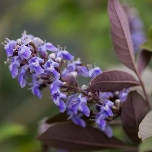 FLIP SIDE® CHASTE TREE 4 FLIP SIDE® CHASTE TREE - Image 2