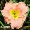 ELEGANT CANDY DAYLILY -Greenscape Shop DETA5 4229