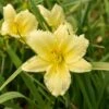BIG TIME HAPPY DAYLILY 1 BIG TIME HAPPY DAYLILY -Greenscape Shop DETA5 4280