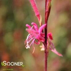 BELLEZA® DARK PINK WAND FLOWER -Greenscape Shop DETA5 4300