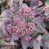 SUNSPARKLER® PLUM DAZZLED SEDUM 2 SUNSPARKLER® PLUM DAZZLED SEDUM -Greenscape Shop DETA5 4348