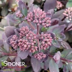 SUNSPARKLERĀ® PLUM DAZZLED SEDUM