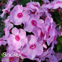 LUMINARY® OPALESCENCE GARDEN PHLOX -Greenscape Shop DETA5 4409