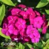 LUMINARY® ULTRAVIOLET GARDEN PHLOX -Greenscape Shop DETA5 4410