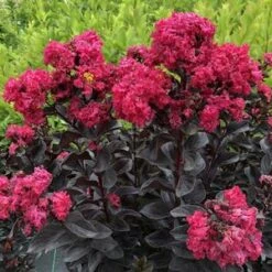 CENTER STAGEĀ® PINK CRAPEMYRTLE