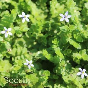 BLUE STAR CREEPER 4 BLUE STAR CREEPER - Image 2