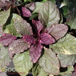 BURGUNDY GLOW AJUGA -Greenscape Shop DETA5 447