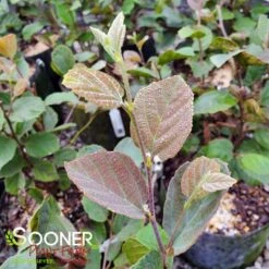 BLUE SHADOW WITCH ALDER 13 BLUE SHADOW WITCH ALDER -Greenscape Shop DETA5 452