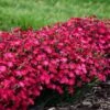 PAINT THE TOWN RED DIANTHUS -Greenscape Shop DETA5 4548
