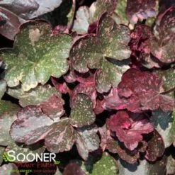 MIDNIGHT ROSE CORAL BELLS -Greenscape Shop DETA5 456