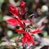 STARSHIP™ SCARLET BRONZE LEAF CARDINAL FLOWER 1 STARSHIP™ SCARLET BRONZE LEAF CARDINAL FLOWER -Greenscape Shop DETA5 4576