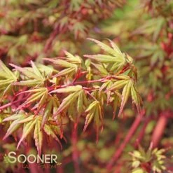 CORAL BARK UPRIGHT JAPANESE MAPLE -Greenscape Shop DETA5 47