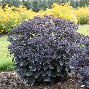 ROCK 'N GROW® BACK IN BLACK SEDUM 4 ROCK 'N GROW® BACK IN BLACK SEDUM - Image 2