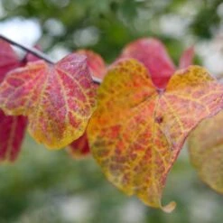 MIDNIGHT EXPRESS® REDBUD -Greenscape Shop DETA5 5287