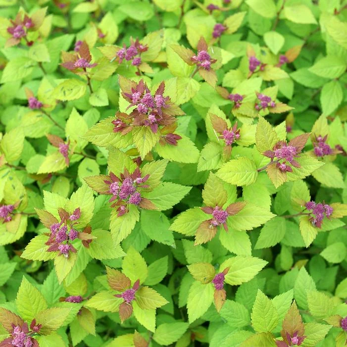 DOUBLE PLAY® DOLLY™ SPIRAEA 5 DOUBLE PLAY® DOLLY™ SPIRAEA - Image 3