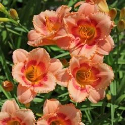 STRAWBERRY CANDY DAYLILY 8 STRAWBERRY CANDY DAYLILY -Greenscape Shop DETA5 568