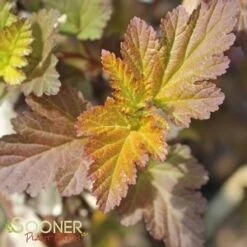 CENTER GLOW™ NINEBARK -Greenscape Shop DETA5 696