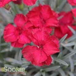 FROSTY FIRE DIANTHUS 11 FROSTY FIRE DIANTHUS -Greenscape Shop DETA5 732