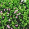 PINK BEAUTY POTENTILLA -Greenscape Shop DETA5 749