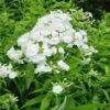 DAVID'S WHITE GARDEN PHLOX 1 DAVID'S WHITE GARDEN PHLOX -Greenscape Shop DETA5 758