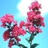 TONTO CRAPEMYRTLE -Greenscape Shop DETA5 784