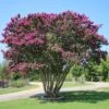 CATAWBA CRAPEMYRTLE 2 CATAWBA CRAPEMYRTLE -Greenscape Shop DETA5 789