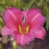 PURPLE DE ORO DAYLILY -Greenscape Shop DETA5 836