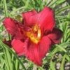 RUBY STELLA DAYLILY -Greenscape Shop DETA5 837