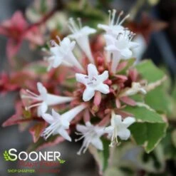 MARDI GRAS ABELIA -Greenscape Shop DETA5 897