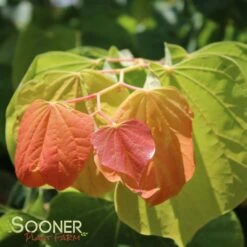 THE RISING SUN™ REDBUD -Greenscape Shop DETA6 1530