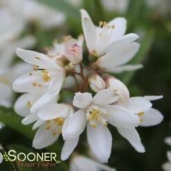 NIKKO SLENDER DEUTZIA -Greenscape Shop DETA6 1581