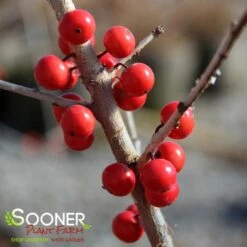 WARREN'S RED POSSUMHAW HOLLY -Greenscape Shop DETA6 1598