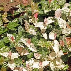 SNOW N SUMMER™ ASIATIC JASMINE 13 SNOW N SUMMER™ ASIATIC JASMINE -Greenscape Shop DETA6 1620