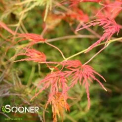 SEIRYU UPRIGHT JAPANESE MAPLE -Greenscape Shop DETA6 1875
