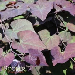 RUBY FALLS WEEPING REDBUD 12 RUBY FALLS WEEPING REDBUD -Greenscape Shop DETA6 2311