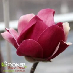 BLACK TULIP® MAGNOLIA -Greenscape Shop DETA6 3122