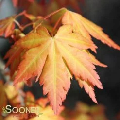 ORANGE DREAM UPRIGHT JAPANESE MAPLE -Greenscape Shop DETA6 3415
