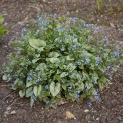 QUEEN OF HEARTS BRUNNERA -Greenscape Shop DETA6 4100