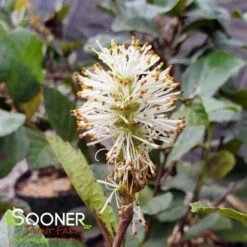 BLUE SHADOW WITCH ALDER 10 BLUE SHADOW WITCH ALDER -Greenscape Shop DETA6 452