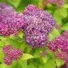 DOUBLE PLAY® DOLLY™ SPIRAEA -Greenscape Shop DETA6 5303