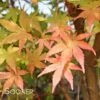 CORAL BARK UPRIGHT JAPANESE MAPLE 1 CORAL BARK UPRIGHT JAPANESE MAPLE -Greenscape Shop DETA7 47