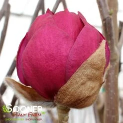 BLACK TULIP® MAGNOLIA -Greenscape Shop DETA8 3122