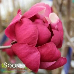 BLACK TULIP® MAGNOLIA -Greenscape Shop DETA9 3122