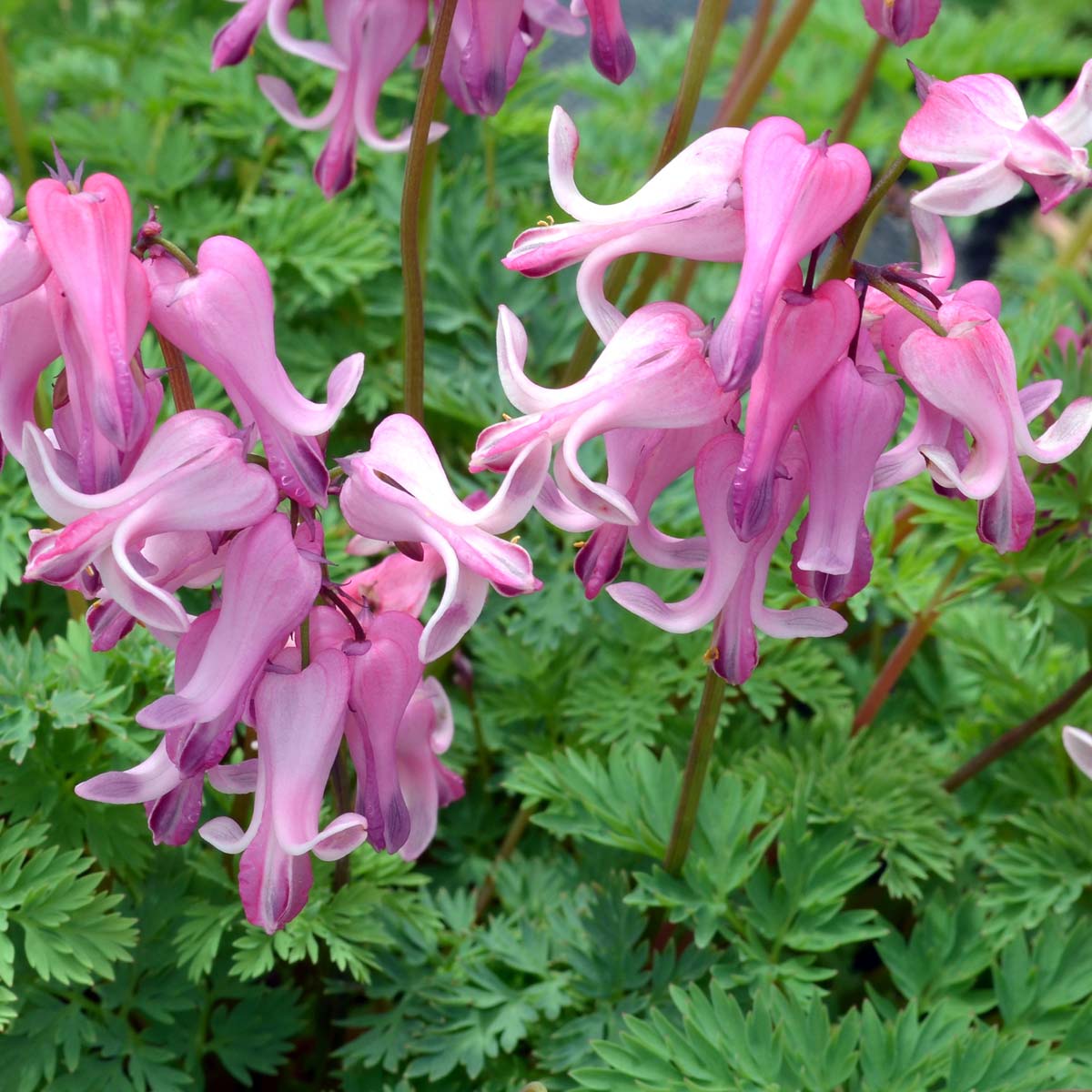 Greenscape Shop -Greenscape Shop Dicentra Amore Pink 2