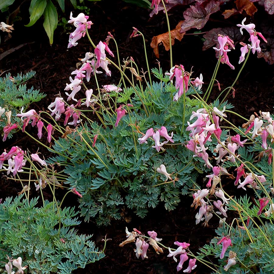 Greenscape Shop -Greenscape Shop Dicentra Amore Pink 5