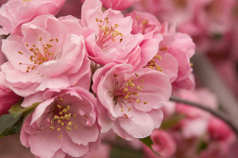 Greenscape Shop -Greenscape Shop Malus Brandywine