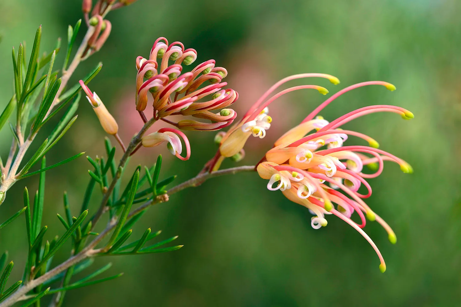 Greenscape Shop -Greenscape Shop grevillea semperflorens